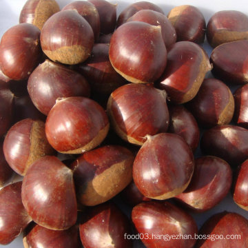 Fresh New Tasty Chestnut From Factory